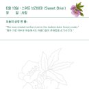 나별해당화