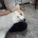 개등드리# 네이버블로그