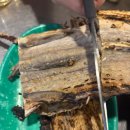 삼거리호프 | [홍대/상수] 홍대핫플 만선호프 홍대점 달달한 마늘치킨 후기