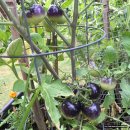 안토시아닌이 풍부한 보라색 토마토(인디고 로즈) - Non GMO 이미지