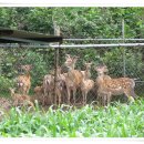 우리 사슴목장 2농장 이미지