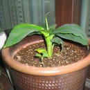 몽키바나나 이미지