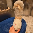 신세계노래팡 | 락피쉬 수잔팡 콜라보 내돈내산 후기 ㅋㅋ