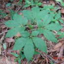 풀잎궁전 이미지