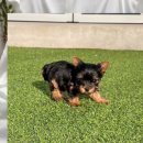 구리동물보호센터 이미지