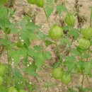 보화다원 이미지