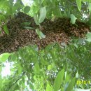 꿀벌상가 이미지