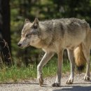 밴프 야영장 이미지