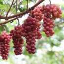 홍주농장 이미지