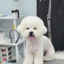 강실장펫살롱 네이버블로그