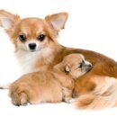 광주동물약국 이미지