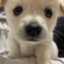 (주) 애플파이스튜디오 | [뉴질랜드 교환학생] #2 | 주문하신 오클랜드 기록 요깃습니다..🤸🏻