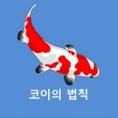 코이 이미지