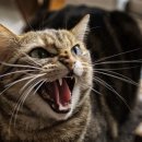 점핑하이 이미지