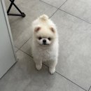 멍멍하개 이미지