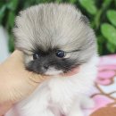 행복 애견방 이미지