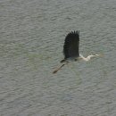 초록벌