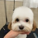 로열 퍼피샵 이미지