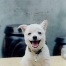 웃으면복이와요 이미지