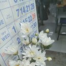 🌼🌼 이미지