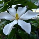 돌실나이 이미지