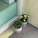꼬피아 | [젤라꼬피아] 대구 수성구 지산동 젤라또 맛집, 반려견동반가능 / 인생젤라또, 서울까지 포장이 가능...