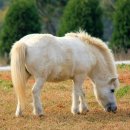 보라목장 이미지