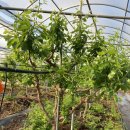 다솜농장 이미지