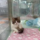 야옹아 멍멍해봐 동탄하나로점 이미지