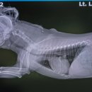 다니엘동물병원 이미지