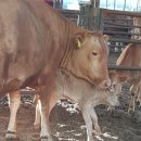 맹맹이농장 이미지