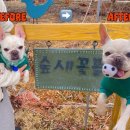 꽃뜰 | 포동 멍래블 애견운동장 단독마당대여 충남서산 이안이네 숲새꽃뜰 솔직후기