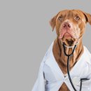 강남동물약국 이미지