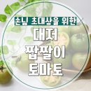 대저토마토산지유통센터 | 대저 짭짤이 토마토로 우리 집 식탁이 달라졌어요! 손님 초대가 두렵지 않은 비결?