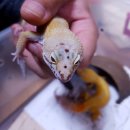 수퍼캐롯 이미지