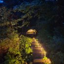 코요테 | 강원도 영월캠프 숲속데크4 사이트 헬리녹스 노나돔 코요테탄 주말 캠핑 후기