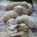 강이랑 아지랑 이미지