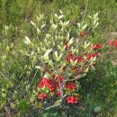 [제천부동산][제천단양땅][제천단양부동산매매]봄 들꽃 사진들입니다..[제천부동산전문] 이미지
