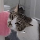 그루밍 타임 Daum카페