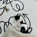 일리그루밍 이미지