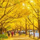 은행나무 포장마차 이미지