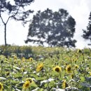 대산면920 이미지