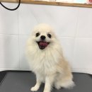 그루밍폼폼 네이버블로그