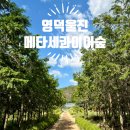 군청 메타세콰이어길 | [영덕울진] 영덕 벌영리 메타세콰이어 숲 여름 가볼만한 곳 구경 후기
