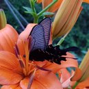 아름다운 정원을 꿈 이미지