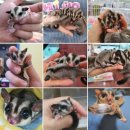 달콤하니냥 이미지