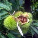 무궁화농장 이미지