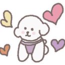 허니모모 애견미용실 이미지