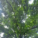 군자성황사지 이미지