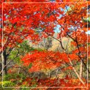 가을 산 / 靑山 손병흥 이미지